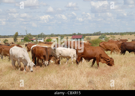 Weidevieh aufgerundet durch die stockman auf dem Motorrad in Ilfracombe im Outback von Queensland, Australien Stockfoto