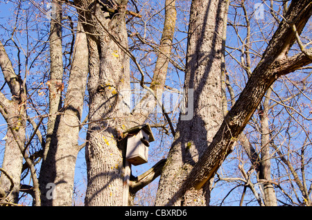 Genagelt Holz Vogel Verschachtelung-Box an Baumstamm befestigt. Stockfoto