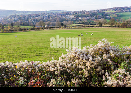 Alten Mans Bart wächst in einem Cotswold-Hecke im Herbst in der Nähe des Dorfes Painswick, Gloucestershire Stockfoto