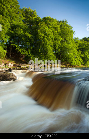 Großbritannien, England, Yorkshire, Wensleydale, Aysgarth Lower Falls am Fluß Ure Stockfoto