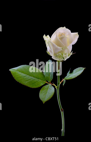 Weisse rose Nahaufnahme auf schwarzem Hintergrund Stockfoto