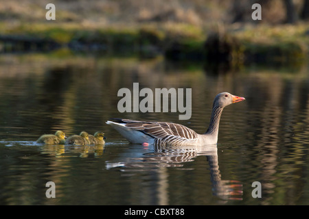 Graugans / Graylag Gans (Anser Anser) schwimmen mit Gänsel auf See im Frühjahr, Deutschland Stockfoto