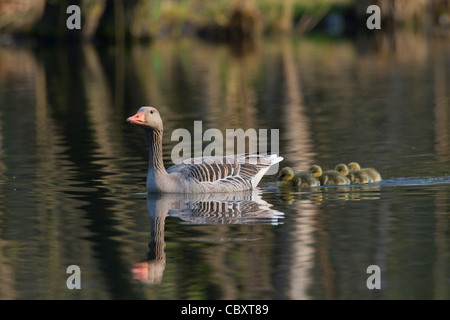 Graugans / Graylag Gans (Anser Anser) schwimmen mit Gänsel auf See im Frühjahr, Deutschland Stockfoto