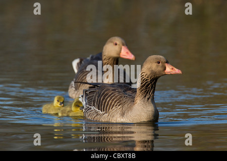 Graugans / Graylag Gans paar (Anser Anser) schwimmen mit Gänsel auf See im Frühjahr, Deutschland Stockfoto