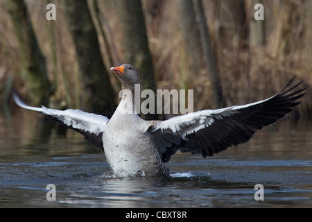 Graugans / Graylag Gans (Anser Anser) mit Flügeln schlägt am See, Deutschland Stockfoto