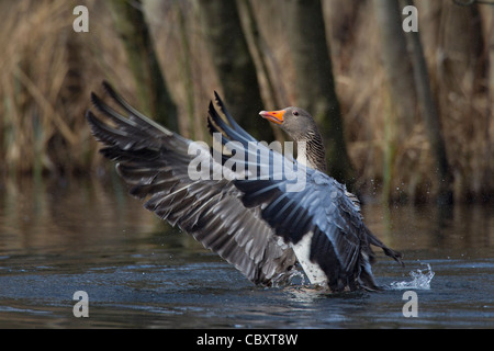 Graugans / Graylag Gans (Anser Anser) mit Flügeln schlägt am See, Deutschland Stockfoto