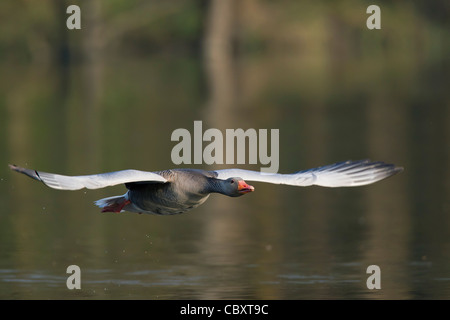 Graugans / Graylag Gans (Anser Anser) fliegen über dem See, Deutschland Stockfoto