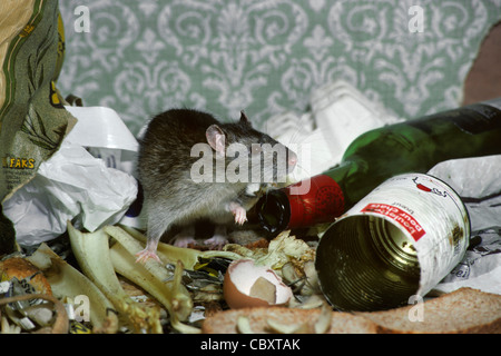 Braune Ratte (Rattus Norvegicus) unter Hausmüll, Müll, Abfall und verdorbenes Essen, UK Stockfoto