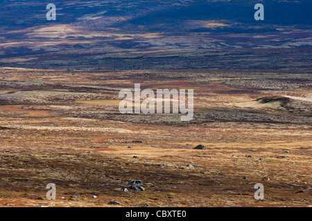Bergtundra im Dovrefjell Stockfoto