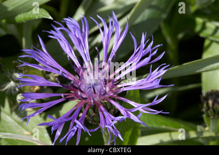 Ausdauernde Kornblume, Centaurea Montana. Stockfoto