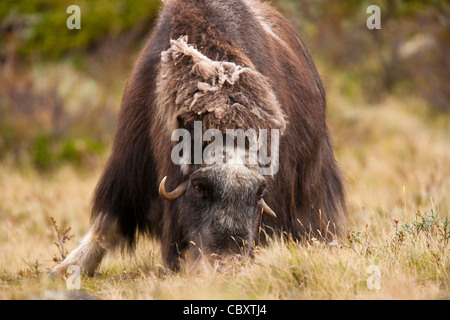 Bull Moschusochsen Fütterung Stockfoto