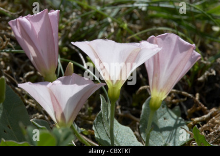 Feld, Winde, Convolvulus Arvensis, Blumen. Stockfoto