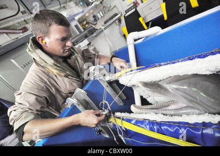 Marine-Petty Officer 3. Klasse Aaron Nutt bekommt die Aufmerksamkeit seines Delphins, während er an Bord einer C-17 Globemaster III von der Hickam Air Force Base, Hawaii, 8. November 2009, auf dem Weg nach Neukaldeonien. Petty OfficerNutt wird als Delphinführer dem Navy Marine Säugetiere Programm zugewiesen und die C-17 Crew nimmt den Sailor und Delfin nach Noumea, Neukaledonien, wo sie an Lagoon Minex 2009 teilnehmen werden, Das ist ein humanitäres Projekt, bei dem US-Navy, französisches, australisches und neuseeländisches Militär Minen, die aus dem Zweiten Weltkrieg übrig geblieben sind, aus dem umliegenden Wasser der Gegend entfernen werden. Stockfoto