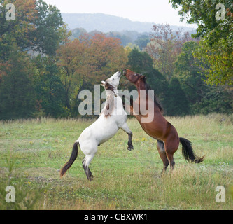 Paar von Tennessee Walking Horses züchten und spielen Kampf Stockfoto