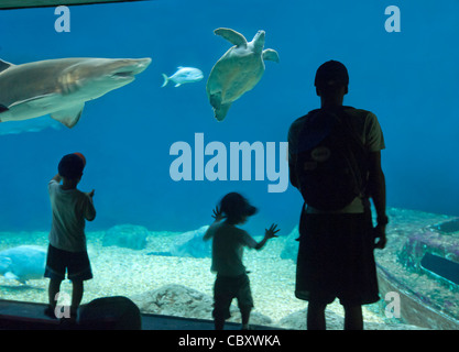 Familie vor dem Meerestiere im Aquarium Tampa, FL Stockfoto