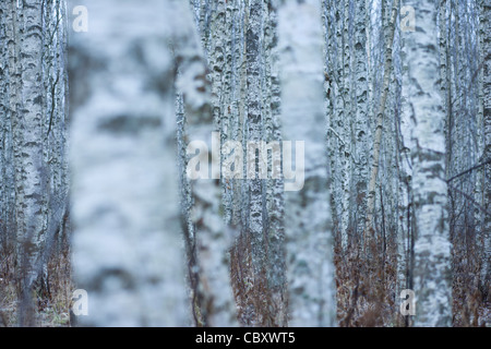 Silver Birch grove Stockfoto