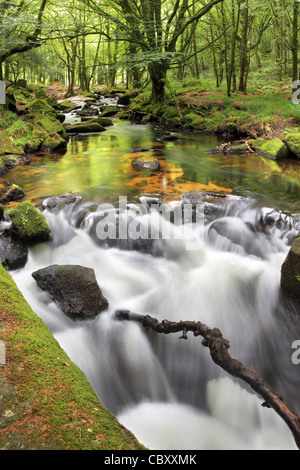 Golitha liegt am Rand des Bodmin Moor in Cornwall Stockfoto