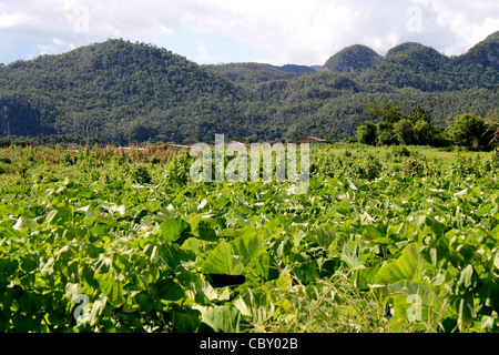 Ein Tabak-Feld in Vinales, Kuba Stockfoto