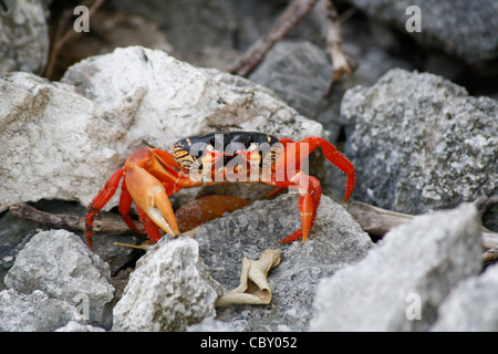 Eine Krabbe thront auf den Felsen in der Nähe von Maria La Gorda, Kuba Stockfoto