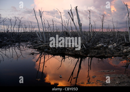 A ausgebrannt Wald bei Sonnenuntergang in der Nähe von Maria La Gorda, Kuba Stockfoto