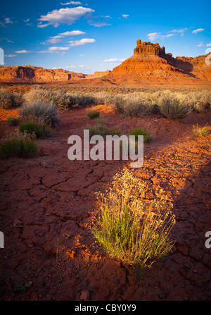 Rissige Erde und Büsche im Valley of the Gods, Utah Stockfoto