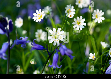 Glockenblumen (Hyacinthoides non-Scripta) wächst unter geringerem Stitchwort (Stellaria Graminea) in einem Waldgebiet in Wiltshire, England. Stockfoto