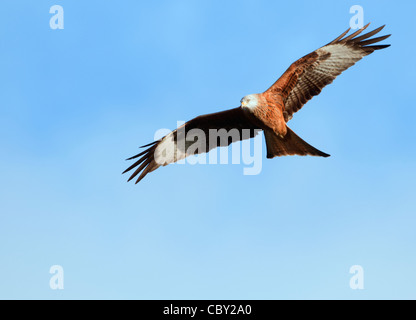 Rote Drachen Milvus milvus Stockfoto