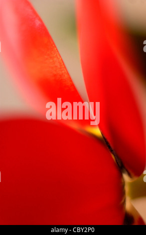 Nahaufnahme von rote Tulpe Stockfoto