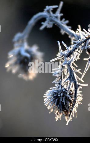 Große Chill - Hoar frost auf Pflanzen Stockfoto