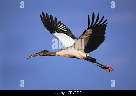 Holz-Storch in tropischen Flug Stockfoto