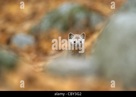 Baummarder im Fokus Stockfoto