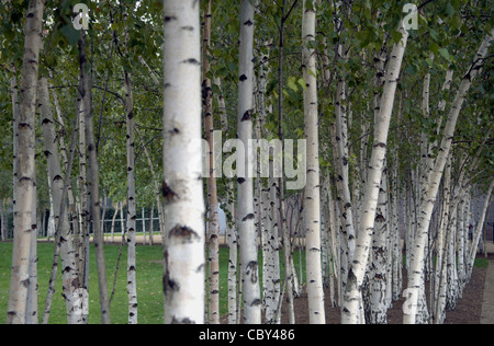 Silver Birch Bäume außerhalb der Tate Modern Gebäude am Südufer der Themse in London. Stockfoto