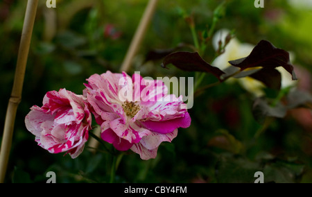 Nahaufnahme von rosa & weiße Rosen auf dem Display an die königliche Hampton Court Flower Show Stockfoto