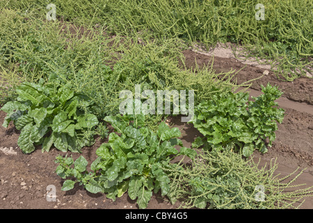 Zuckerrüben wachsen bei der Saatgutproduktion. Stockfoto