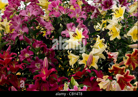 Nahaufnahmen von Blumen auf Anzeige an der königlichen Hampton Court Flower Show Stockfoto