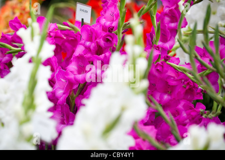 Nahaufnahmen von Blumen auf Anzeige an der königlichen Hampton Court Flower Show Stockfoto