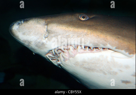 Porträt Sand Tigerhai, grauer Ammenhai, gefleckte zerlumpten Zahn Shark oder blau-Krankenschwester Sand Tiger (Carcharias Taurus) Stockfoto