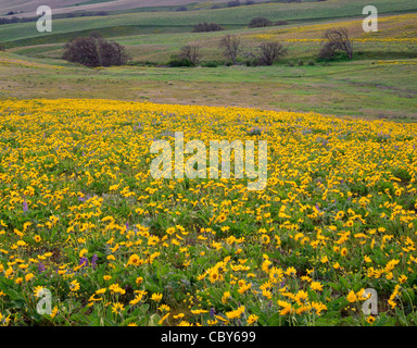 Frühlingswiese Balsamwurzel und Lupine in die Columbia Hills, Columbia River Gorge National Scenic Area, Washington, USA Stockfoto