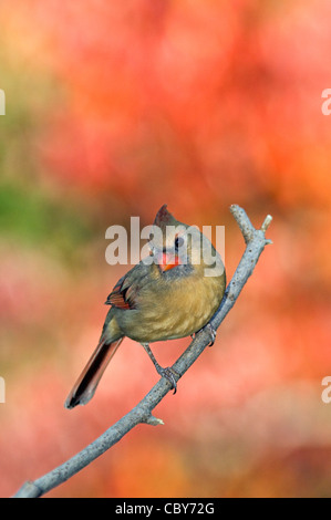 Weiblich-Kardinal thront auf kleinen Zweig mit Herbst Farbe hinter Floyd County, Indiana Stockfoto