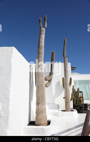 Kakteen vor einer weißen Wand. Kanarischen Inseln Lanzarote, Spanien Stockfoto