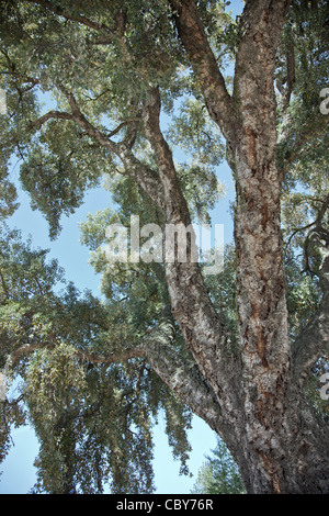 Kork-Eiche Baum. Stockfoto