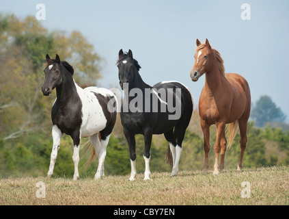 Drei Tennessee Walking Horse Stute Warnung am Horizont Stockfoto