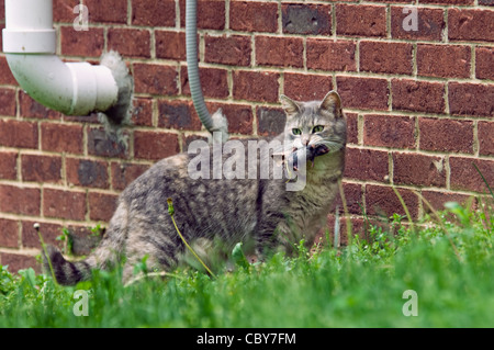 Calico Katze tragen tote Maus neben Ziegelhaus Stockfoto