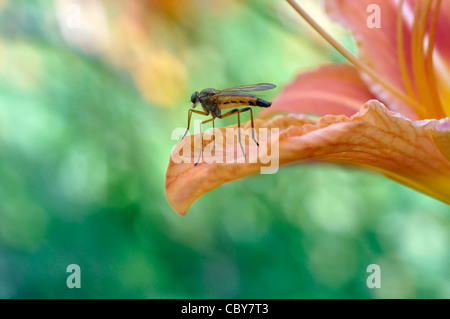Große Fliege im Ruhezustand auf Tiger Lily Blumenblatt Stockfoto