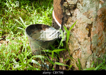 Kautschuk fließt in die Tasse nach einer regen Nacht vom Gummibaum. Stockfoto