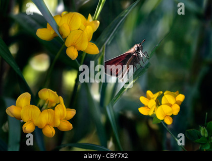 Skipper Butterfly und gelb Birdsfoot Kleeblatt Blumen Stockfoto