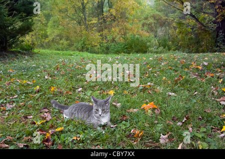 Eine Katze liegend oder Rollen in Blättern Stockfoto