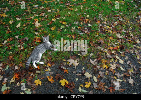 Eine Katze liegend oder Rollen in Blättern Stockfoto