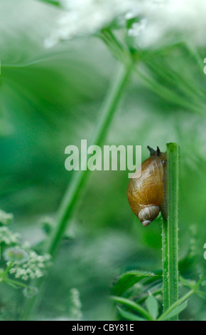 Eine Schnecke auf einem Grashalm Stockfoto