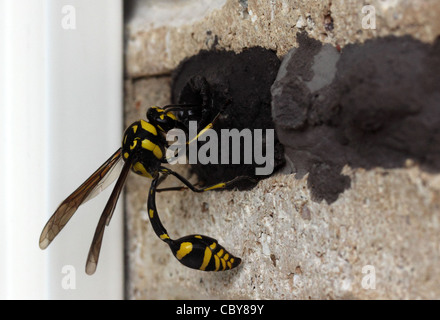 EINE RÄUBERISCHE WESPE MACHEN EIN NEST IM MAUERWERK HORIZONTAL BDA Stockfoto